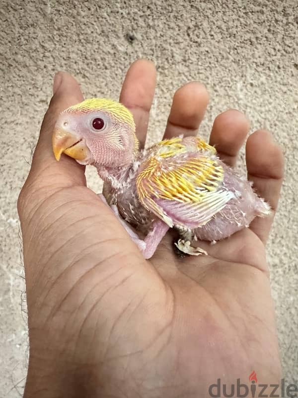 للبيع روز اصفر عيون احمر  yellow lovebird 0