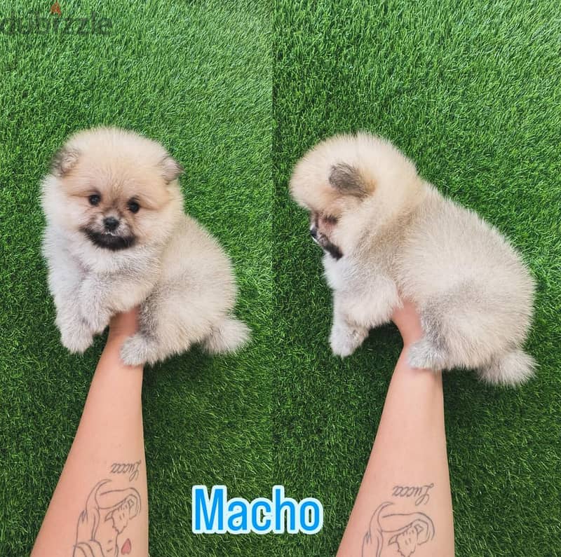 Male & Female Pomeranian for sale 0