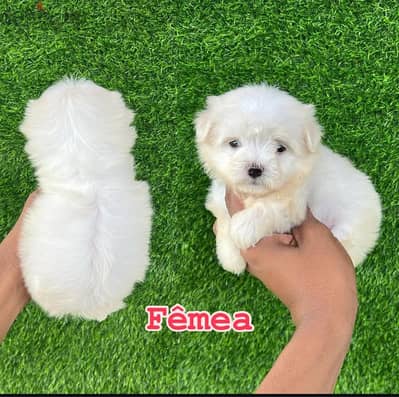 Male & Female Maltese. WhatsApp me ‪ +1 (484) 718‑9164‬