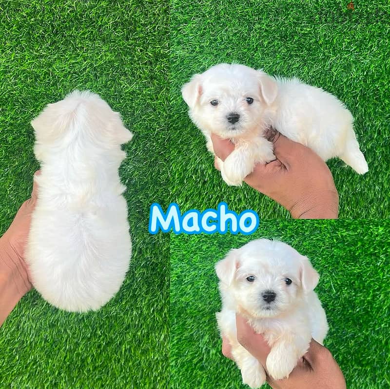 Male & Female Maltese. WhatsApp me ‪ +1 (484) 718‑9164‬ 1