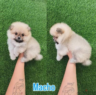 Super Mini Pomeranian WhatsApp me + 1 (908) 768‑4279