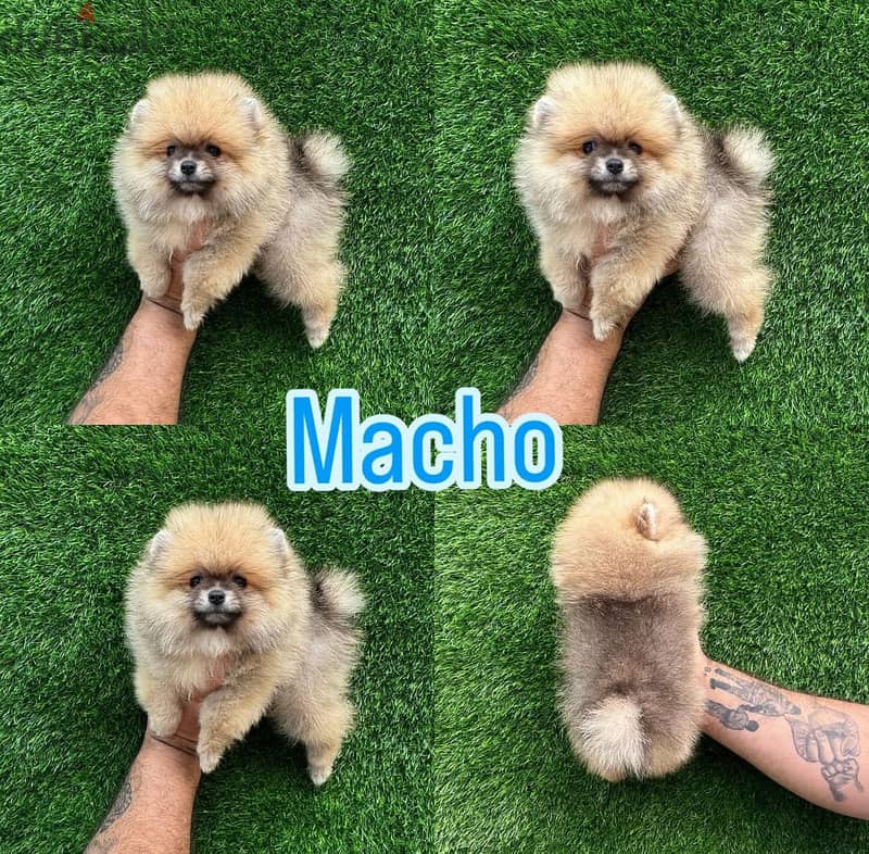 Super Mini Pomeranian WhatsApp me + 1 (908) 768‑4279 1