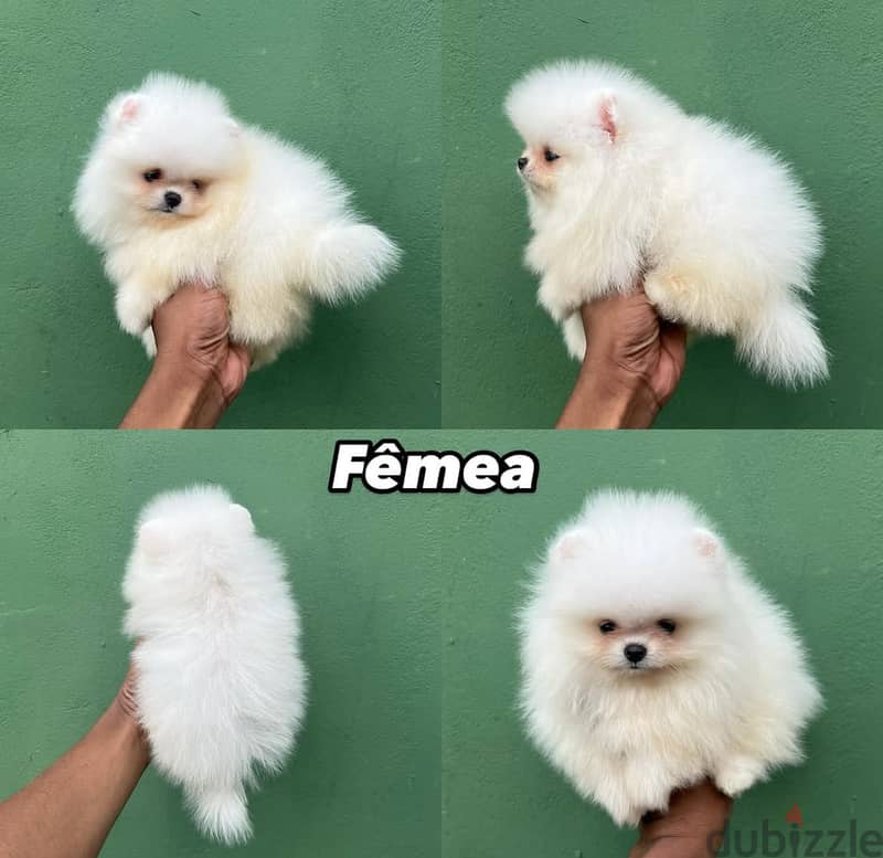 Super Mini Pomeranian WhatsApp me + 1 (908) 768‑4279 2