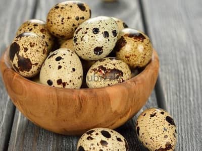 FRESH QUAIL EGGS