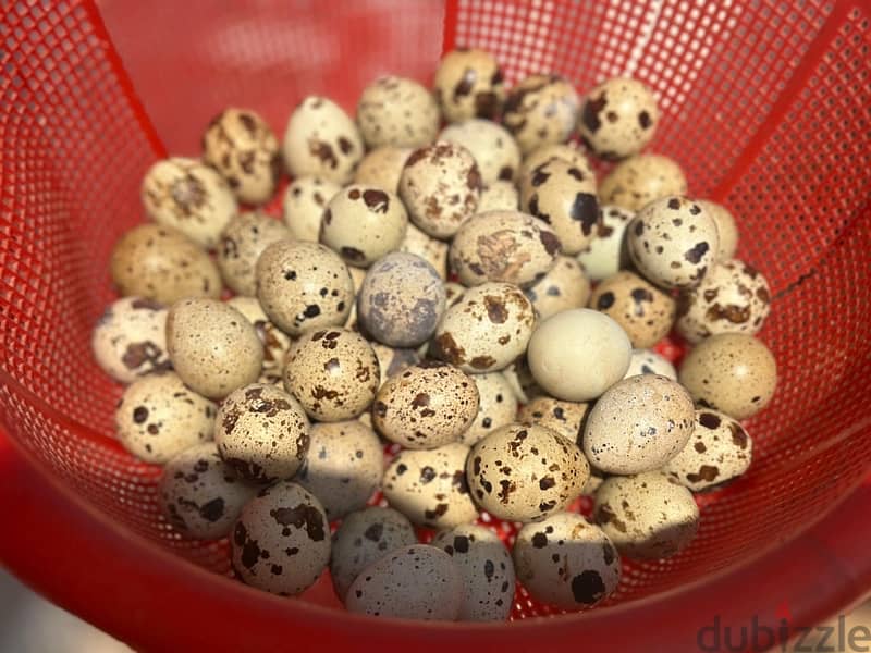 FRESH QUAIL EGGS 1