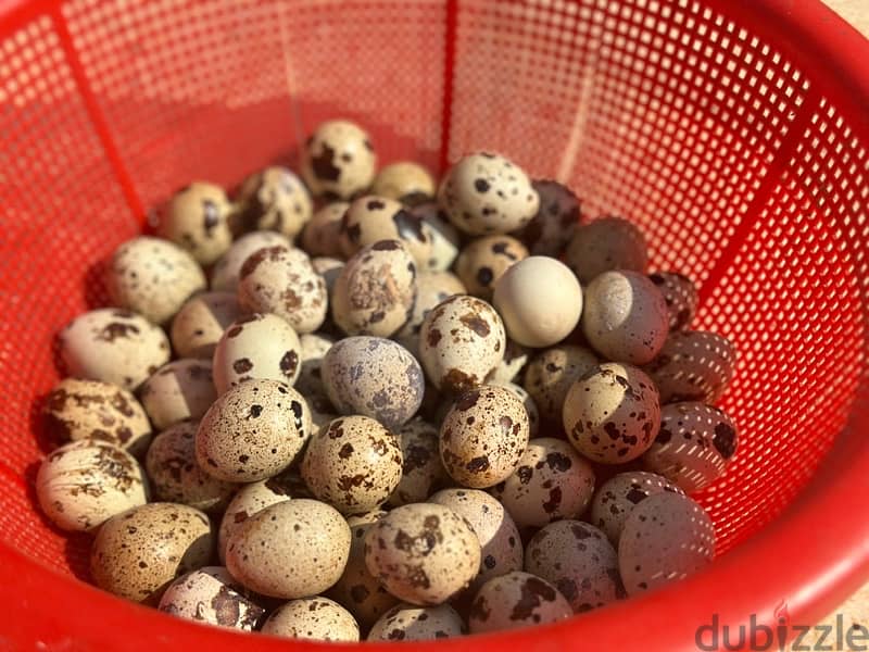 FRESH QUAIL EGGS 2