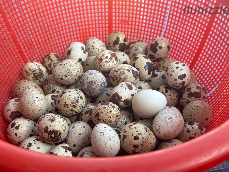 FRESH QUAIL EGGS 3