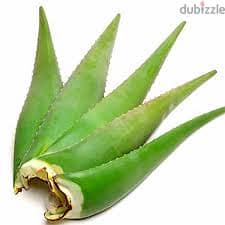 Aloe Vera Leaf