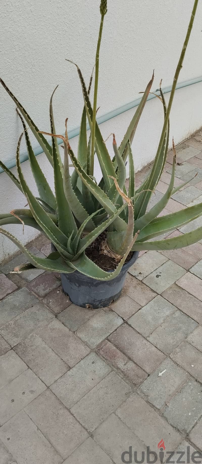 Big Allovera plant with pot 0