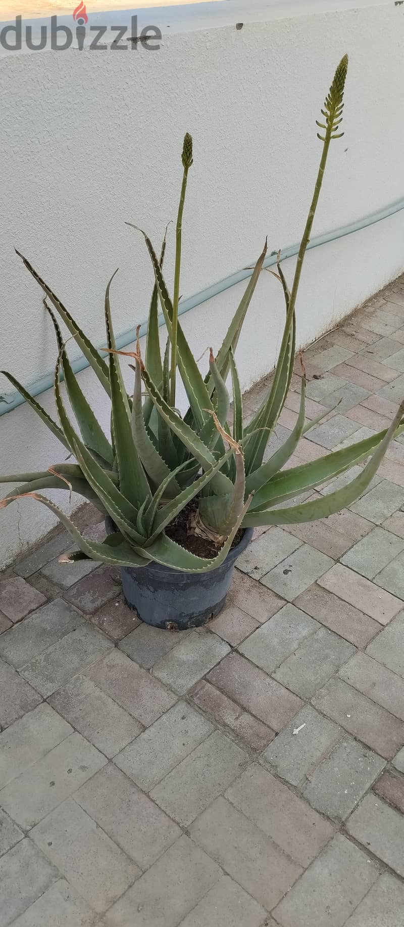 Big Allovera plant with pot 1