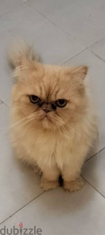 Persian Male cat