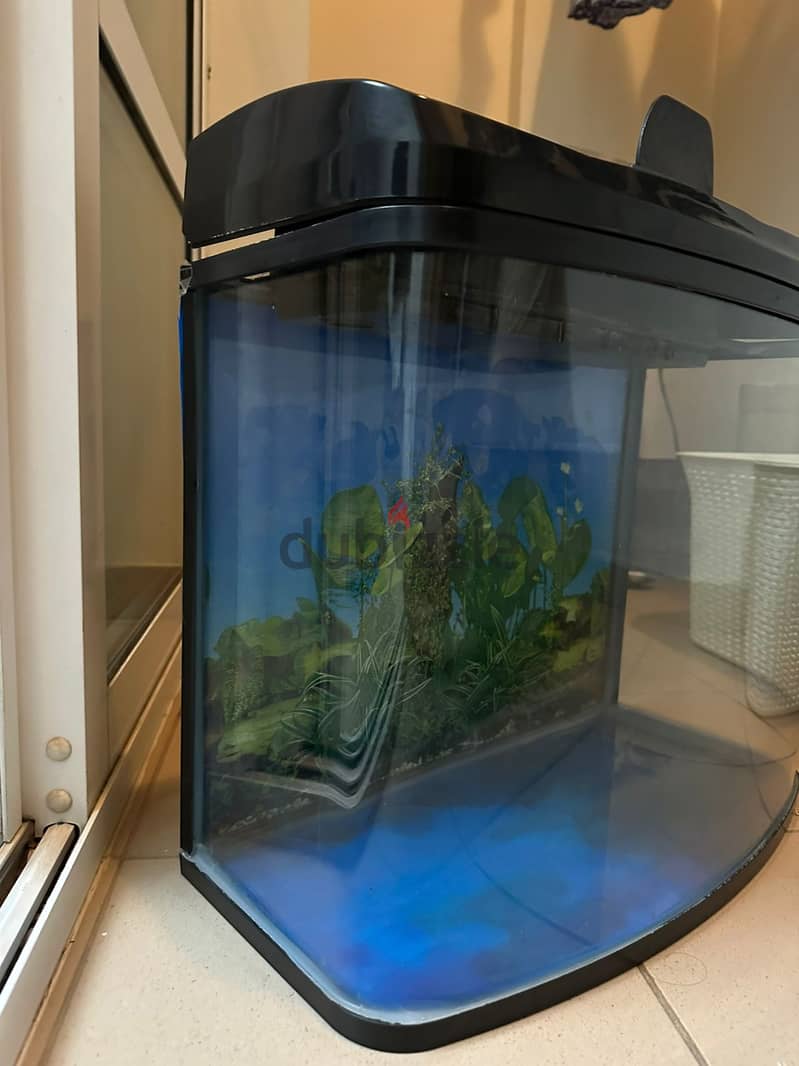 Box-sized Fish Tank, 50L 3