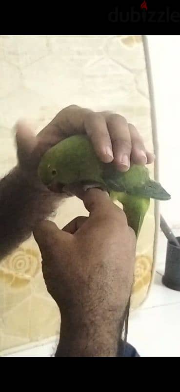 tame parrot for sale