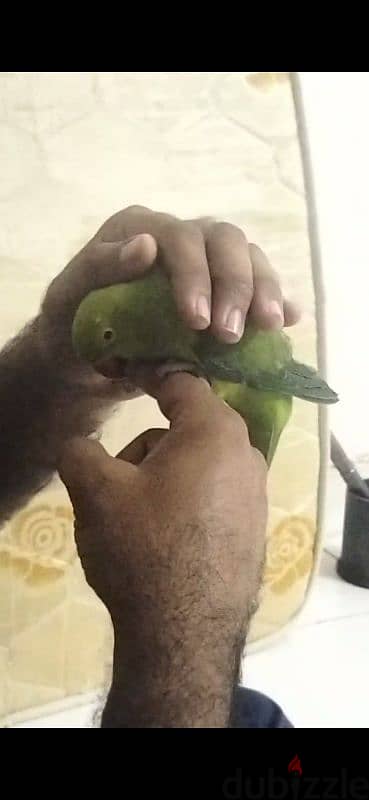 tame parrot for sale 1