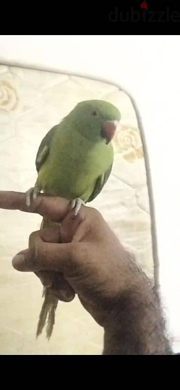 tame parrot for sale 2