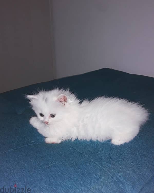 1 month old Kitten 1