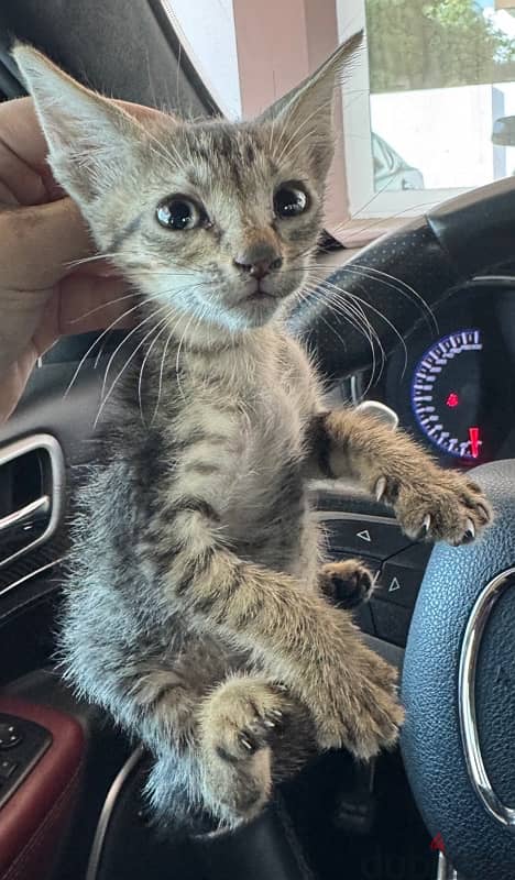 1 month old male kitten for adoption 1