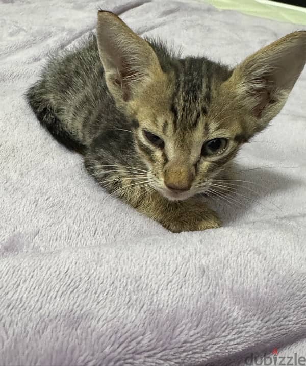 1 month old male kitten for adoption 2