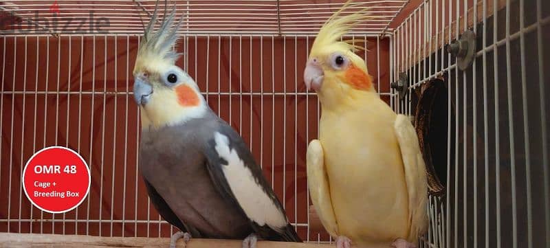 Rainbow Lorikeet, Ring-neck parrot & Cockatiel 2