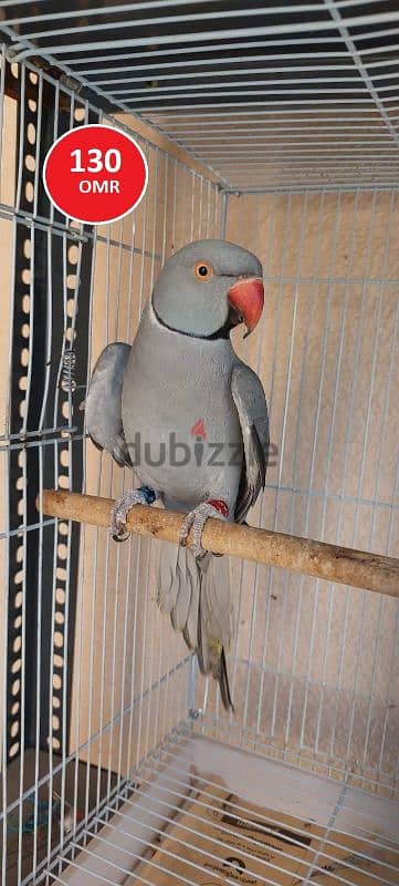 Rainbow Lorikeet, Ring-neck parrot & Cockatiel 4