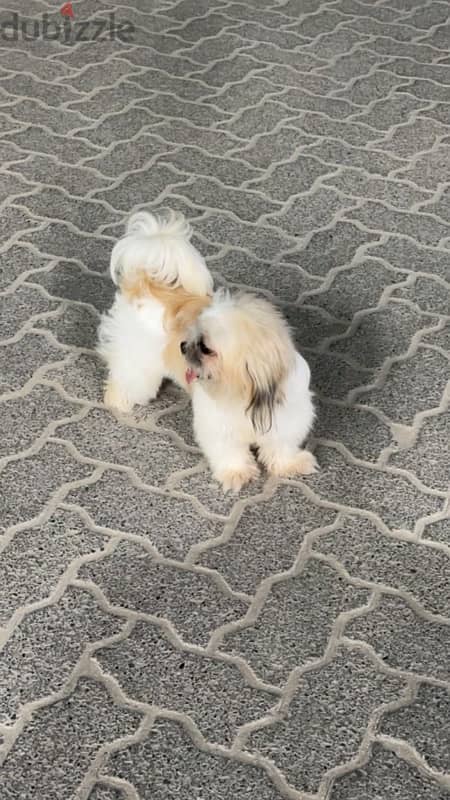 Shih Tzu for Sale 0