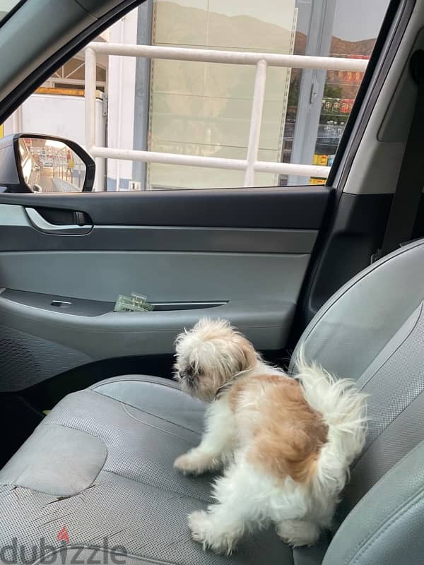 Shih Tzu for Sale 3