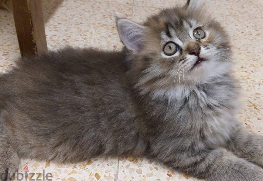 2 months completed parsian Female kitten for sale for OMR 60/- 1