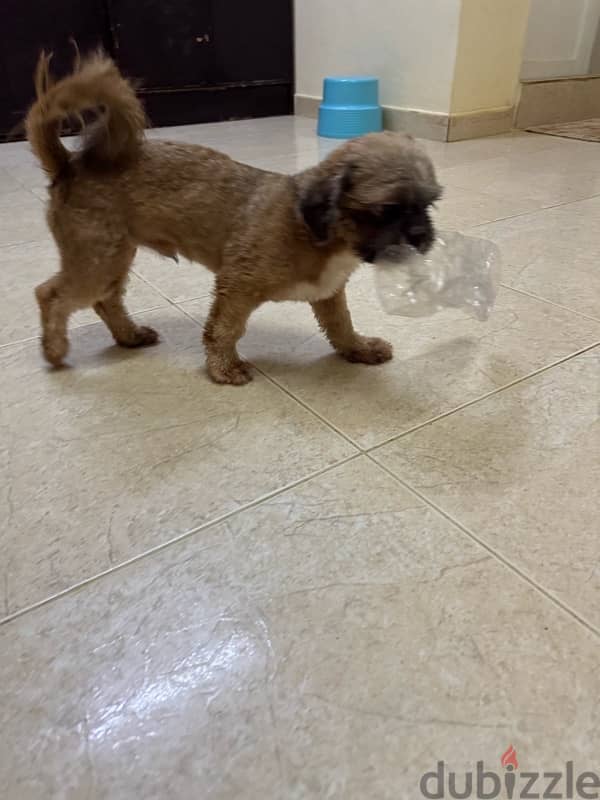 Shihtzu Male Salalah Only 0