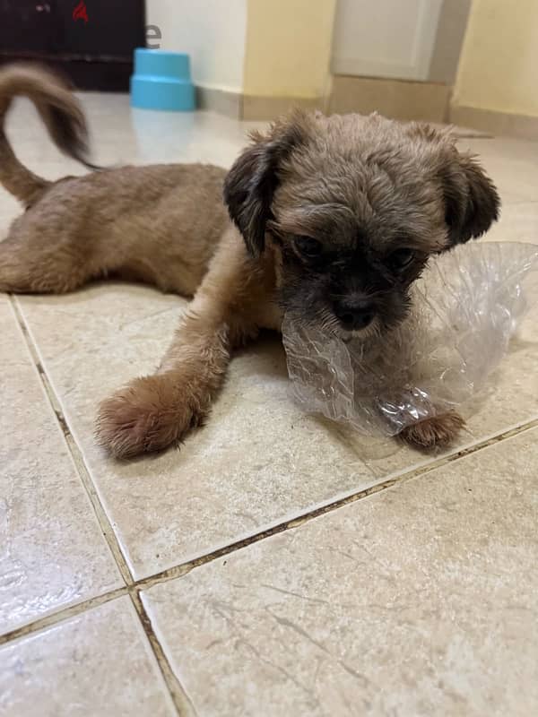 Shihtzu Male Salalah Only 1