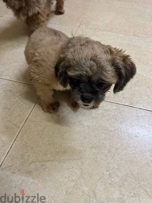 Shihtzu Male Salalah Only 3