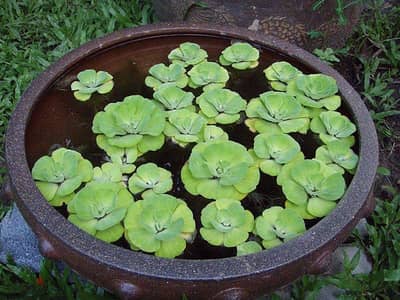 water cabbage