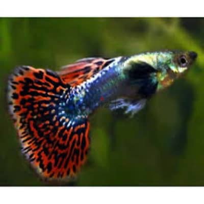 guppy home breed