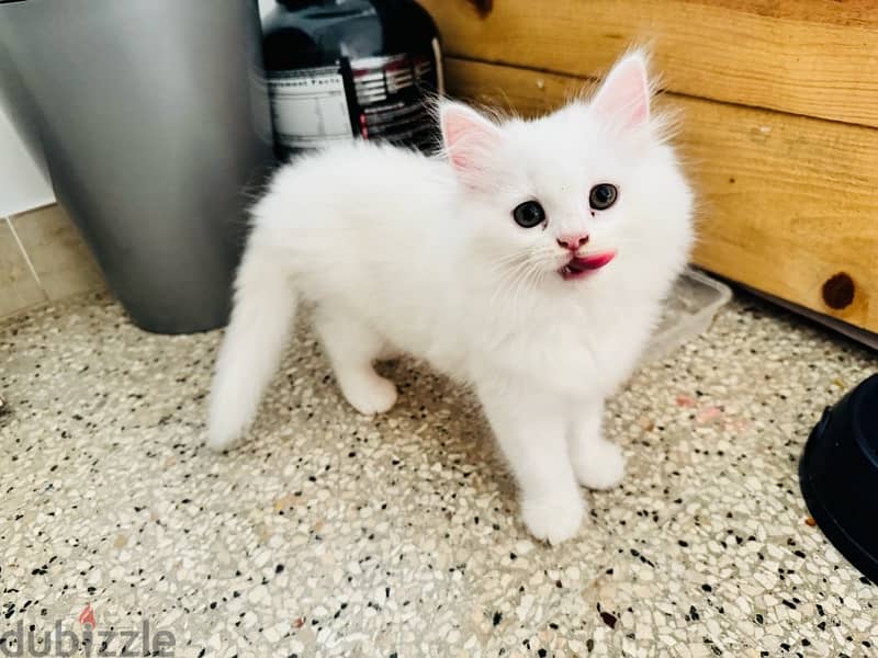 Cute Female Persian Kitten 0