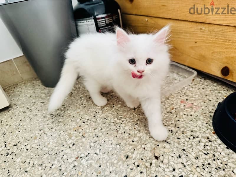 Cute Female Persian Kitten 1