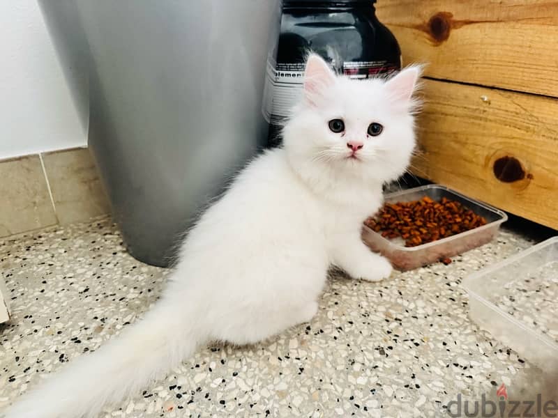 Cute Female Persian Kitten 2