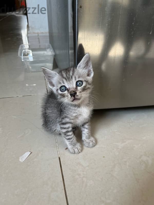 Cat | Turkish Angora Kittens | 1 month old | Sale 0