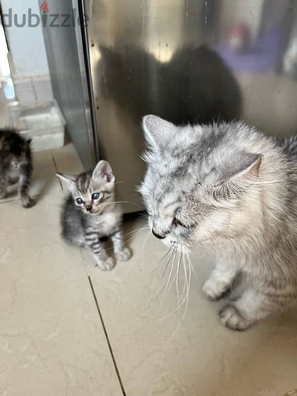 Cat | Turkish Angora Kittens | 1 month old | Sale 1