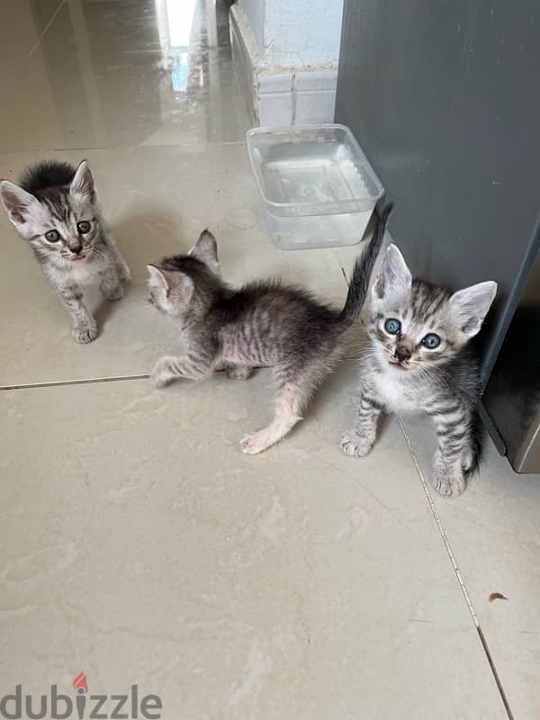 Cat | Turkish Angora Kittens | 1 month old | Sale 2