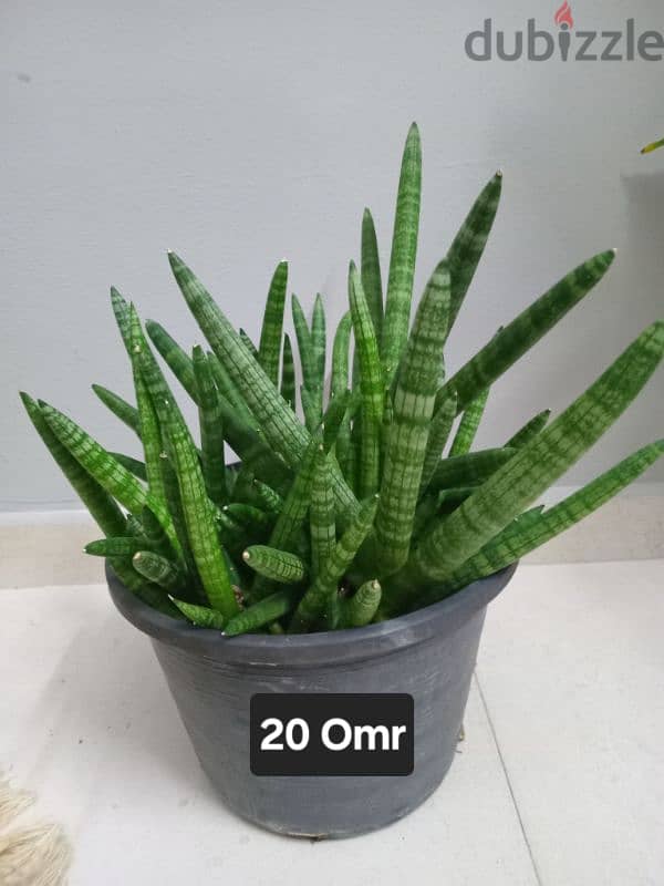 house and apartment plants for sale 0