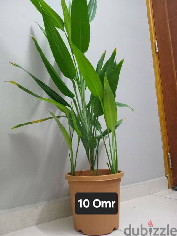 house and apartment plants for sale 1