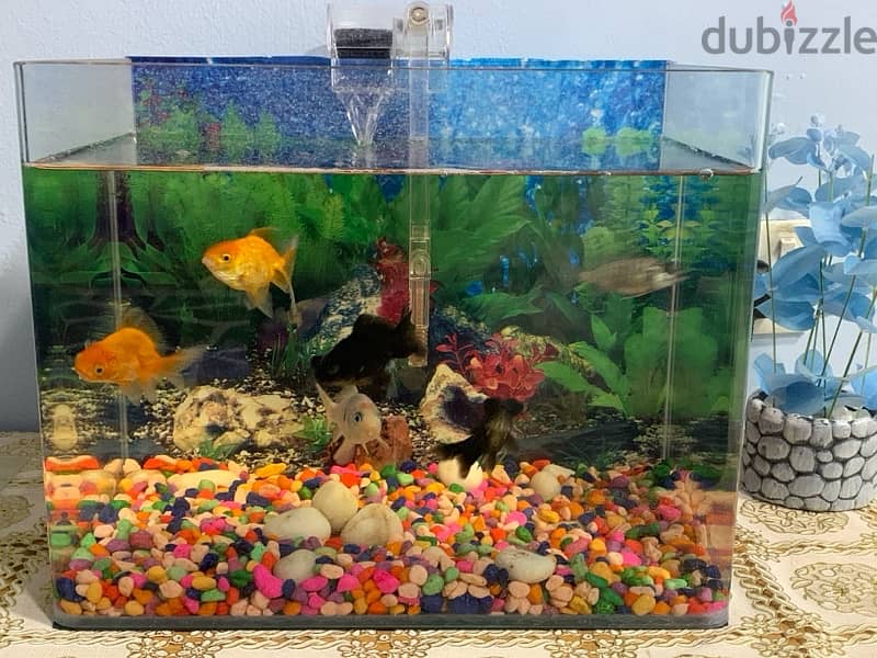 Complete Fish Tank (5 Fishes/ Filter Pump/ Stones) 0