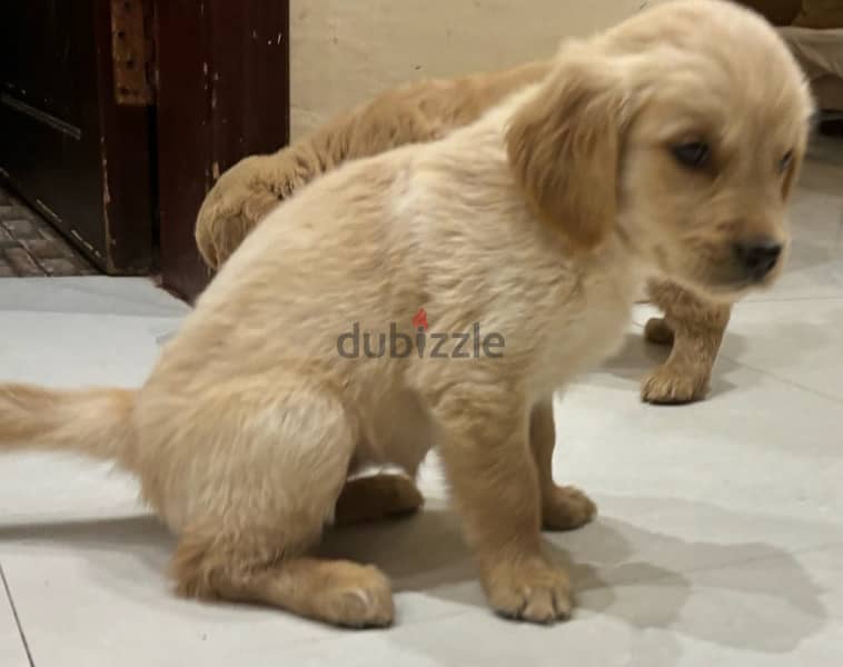 golden retriever puppies 0