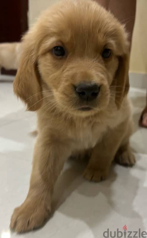 golden retriever puppies 1