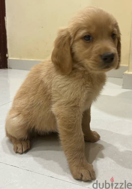 golden retriever puppies 2