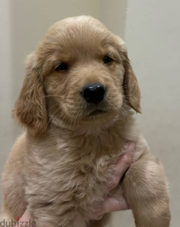 golden retriever puppies 3