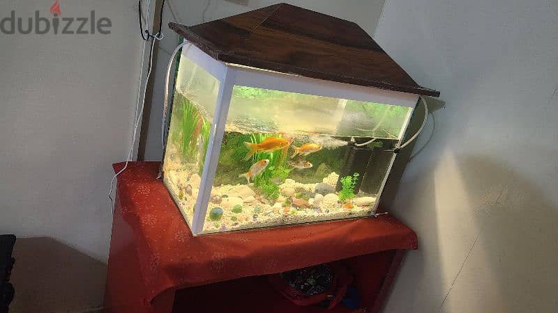 a fish water tank with seven fishes 0