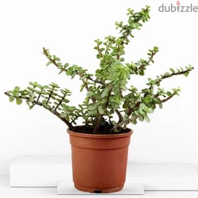 Jade plant