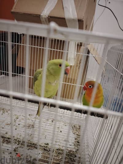 Two Parrots for Sale with cage