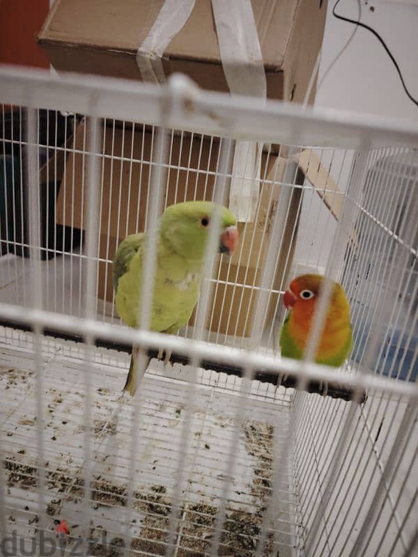 Two Parrots for Sale with cage 0