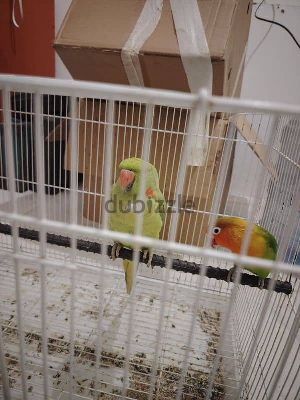 Two Parrots for Sale with cage 1